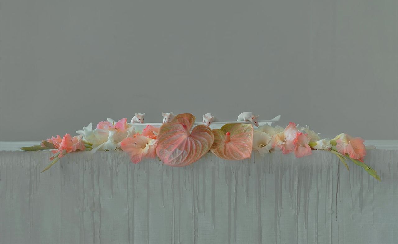 Organic Still Life Photography by Evelyn Bencicova