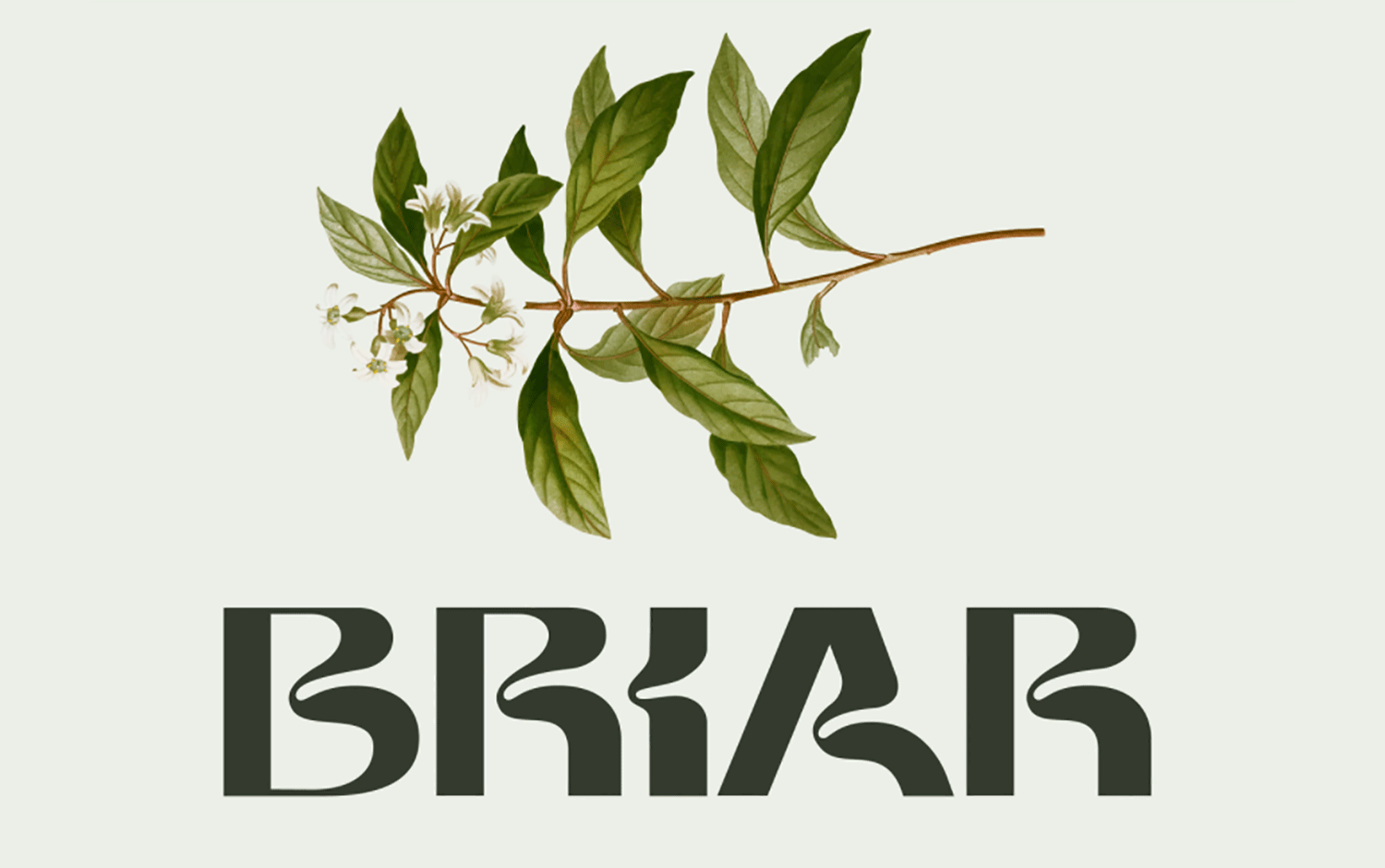 Briar by Barrett Reid-Maroney